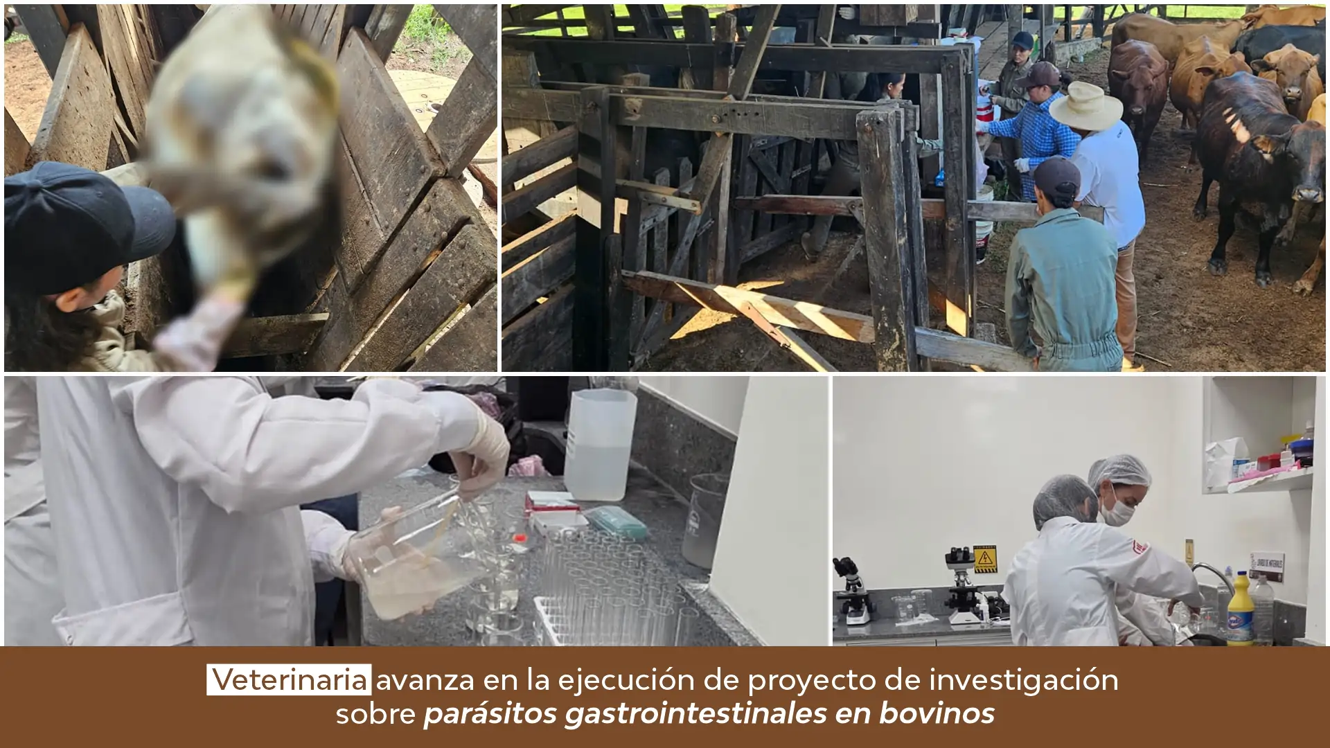 Veterinaria avanza en la ejecución de proyecto de investigación sobre parásitos gastrointestinales en bovinos