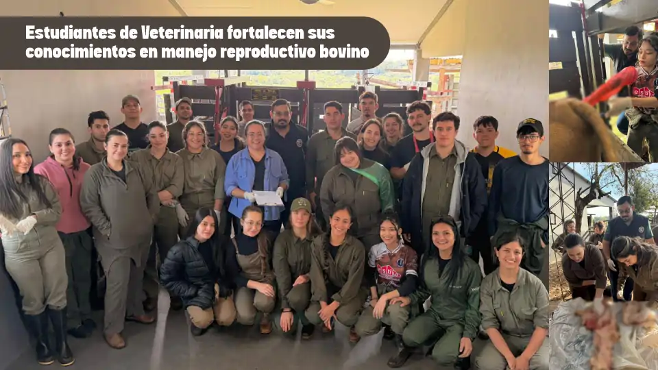 Estudiantes de Veterinaria fortalecen sus conocimientos en manejo reproductivo bovino