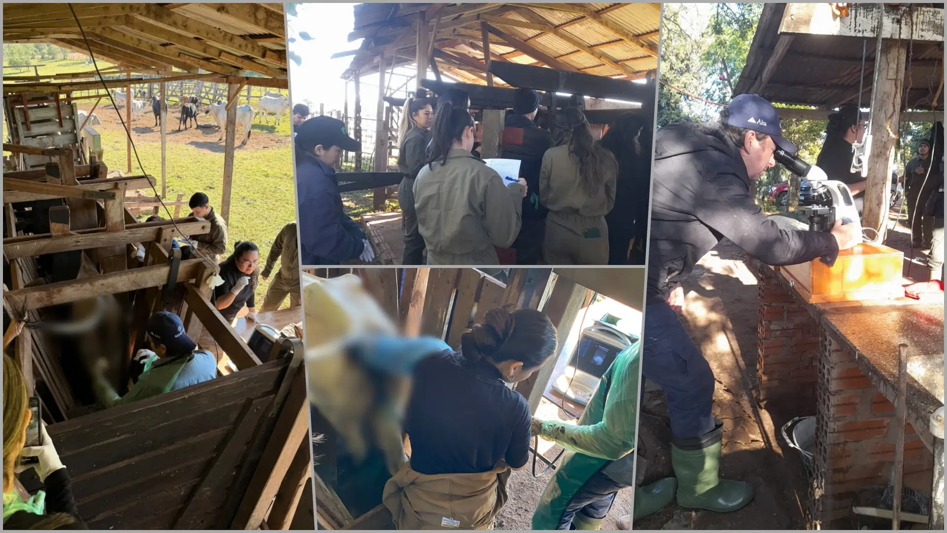 Estudiantes de Veterinaria realizaron práctica de campo en reproducción bovina