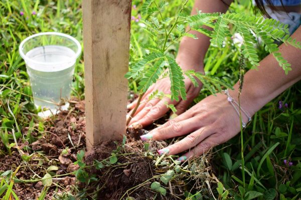 unae-verde-plantaci╟№n-de-arboles-2461bacec3-6e23-42ff-4b80-aae0ae755c563659D22F-5165-C04D-3182-882E5D857395.jpg