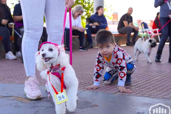 desfile-de-perros-1588676AF93-024B-6852-81A8-78011B606DB8.jpg