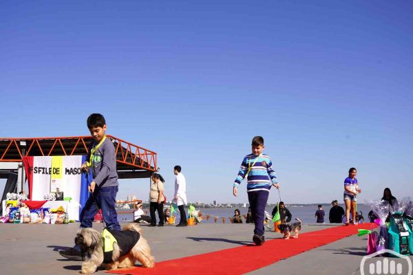 desfile-de-perros-1692A2E266E-90BD-8DBC-1497-B753738C6812.jpg