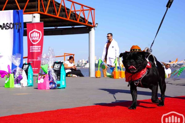 desfile-de-perros-173C565980D-08DA-9C8C-02B5-E577FB877CE3.jpg