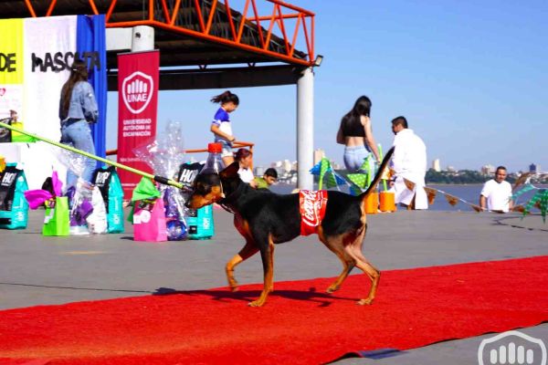 desfile-de-perros-17765EE9722-8013-A0B6-5AD6-4E9292B2BF1F.jpg