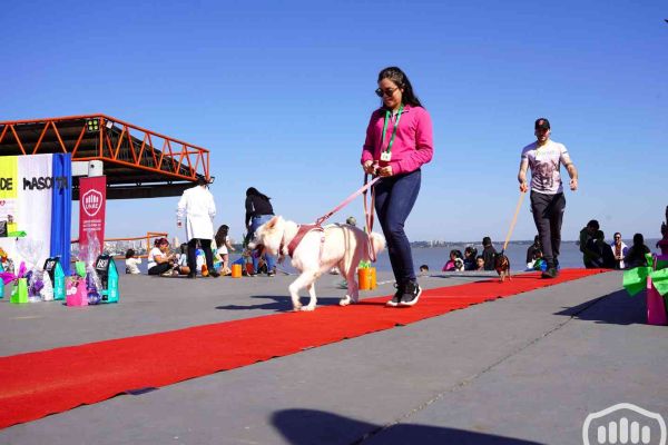 desfile-de-perros-190075FC6D8-36DF-F5BC-8227-992E38D1B464.jpg