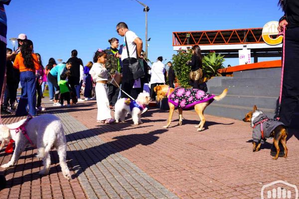 desfile-de-perros-3222CC4E3A-ED71-96C2-22AE-85E77AE4066F.jpg