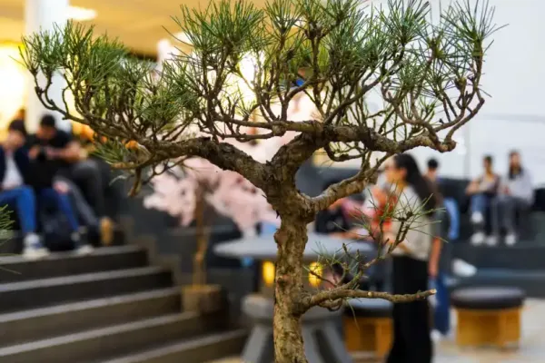 bonsai-1073201F7E-A2AF-5F40-E9AA-2D330127180D.webp