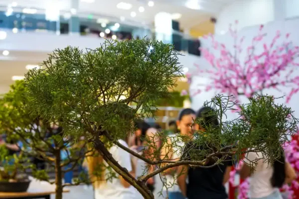 bonsai-1230F0502C-A9BF-3A85-2D7A-A3F6BD63422E.webp