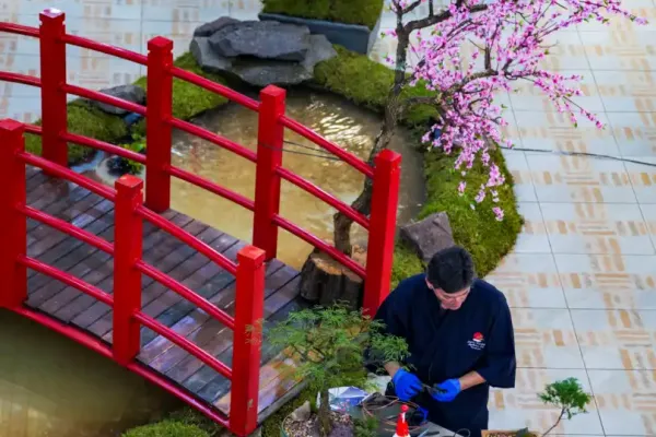 bonsai-13B0CF70C4-5202-B93A-12AF-72720C566ED9.webp