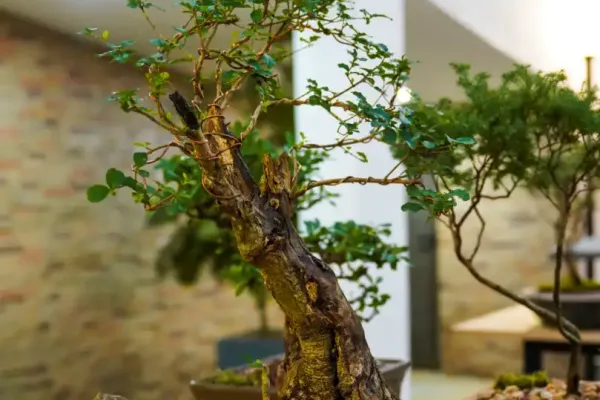 bonsai-14F434036A-422B-1046-88D0-AD51D60AC89A.webp