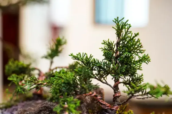 bonsai-168C47BA36-844B-E46C-5505-1DC3DFBA235E.webp
