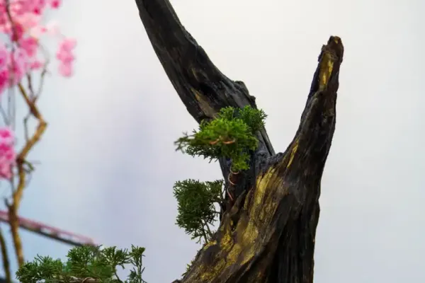 bonsai-18EDAB4913-4018-CE69-D274-2759515C2A70.webp
